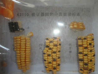 验证基因分离规律玉米标本