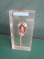蜥蜴解剖浸制标本